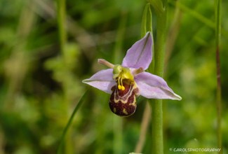 BEE ORCHID (Ophrys apifera) 